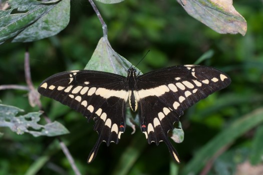 Thoas Swallowtail at Maquipucuna